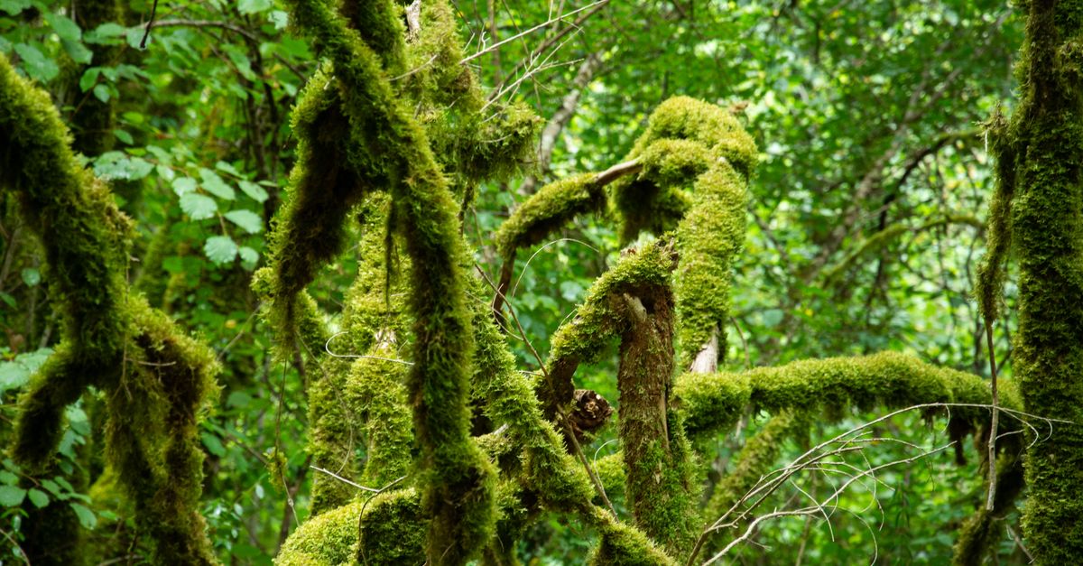 Lush green forest in Nouvelle-Aquitaine with moss-covered branches creating a vibrant natural scene.